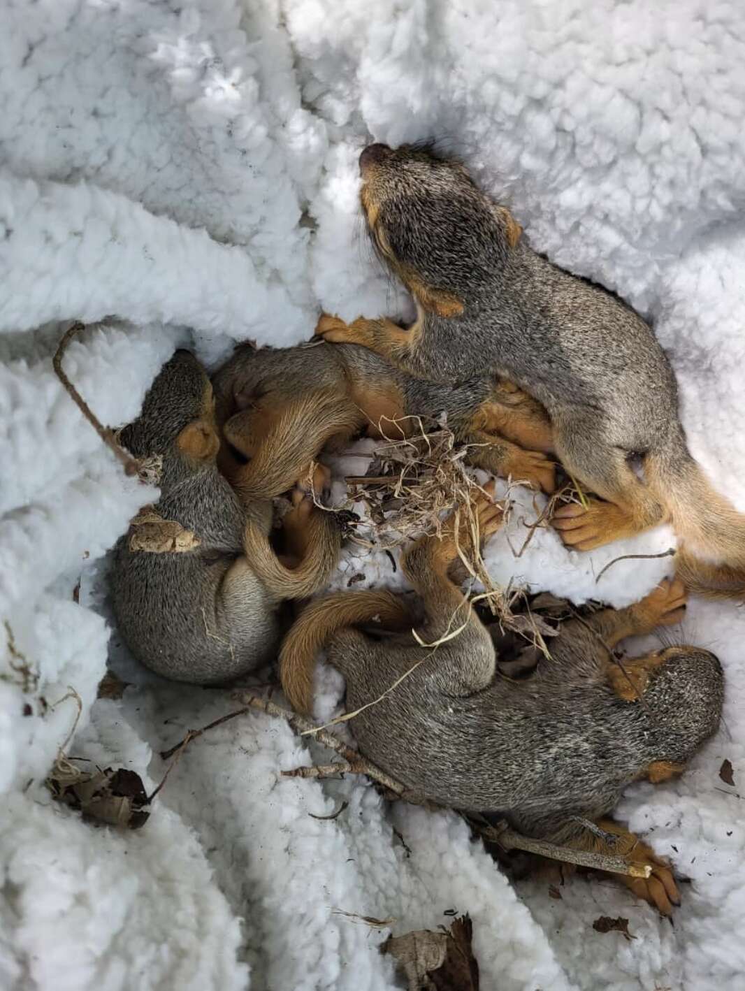 baby squirrels