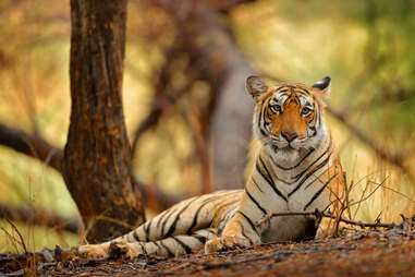 Tiger at Ranthambore National Park
