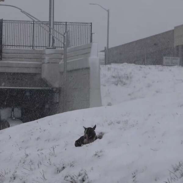 dog waiting in snow