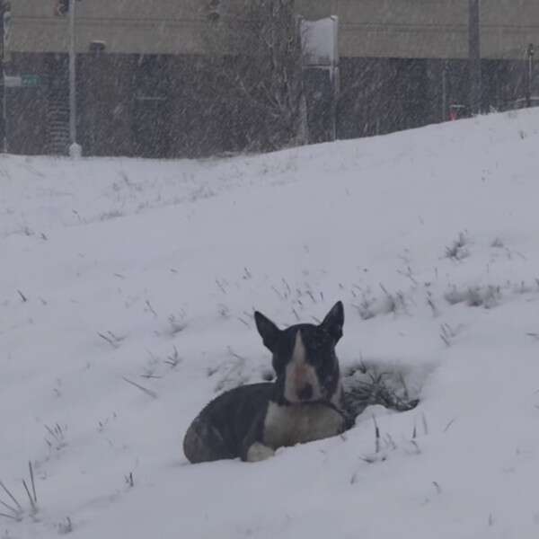 dog waiting in snow