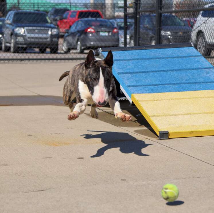 dog chasing ball