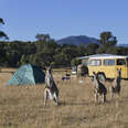 a camper and some kangaroos