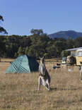 a camper and some kangaroos