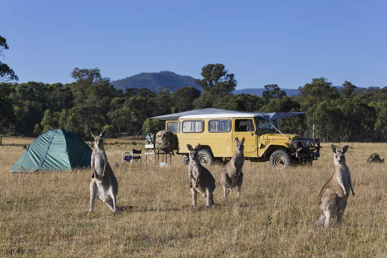a camper and some kangaroos