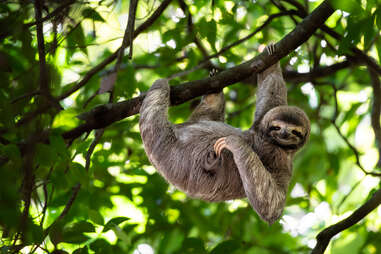 a smiling sloth in a tree