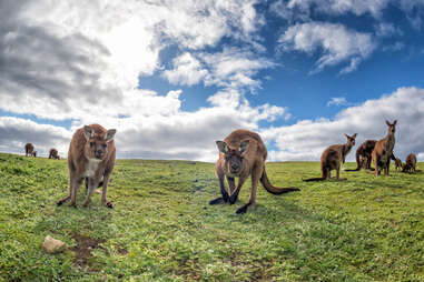 a group of kangaroos looking at the camera