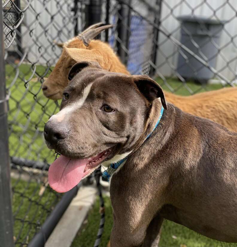 Shelter Goat Refuses To Leave Her Dog Best Friend's Side - The Dodo