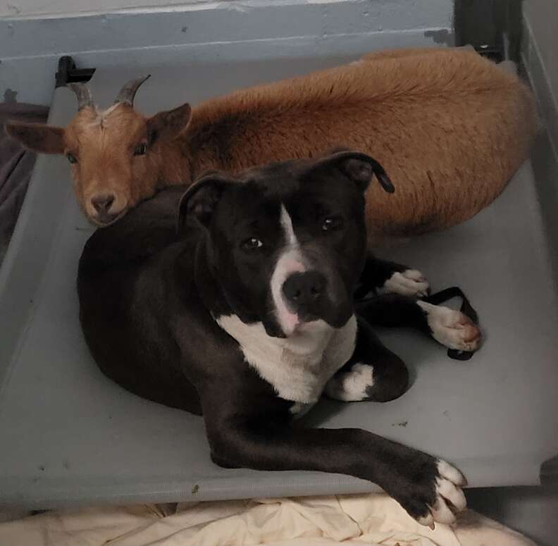 Shelter Goat Refuses To Leave Her Dog Best Friend's Side - The Dodo