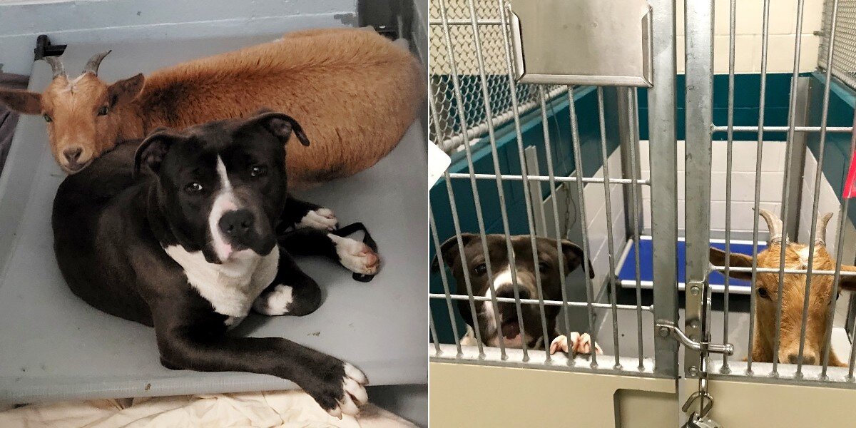 Shelter Goat Refuses To Leave Her Dog Best Friend’s Side - The Dodo