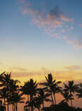 airplane flying over palm trees at sunset