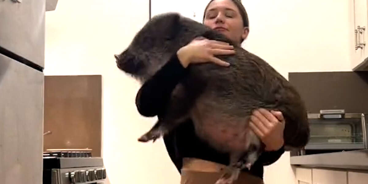 Pig Opens His Rat Siblings' Cage When He Wants To Play - Videos - The Dodo