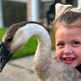 Goose Follows Little Girl Home
