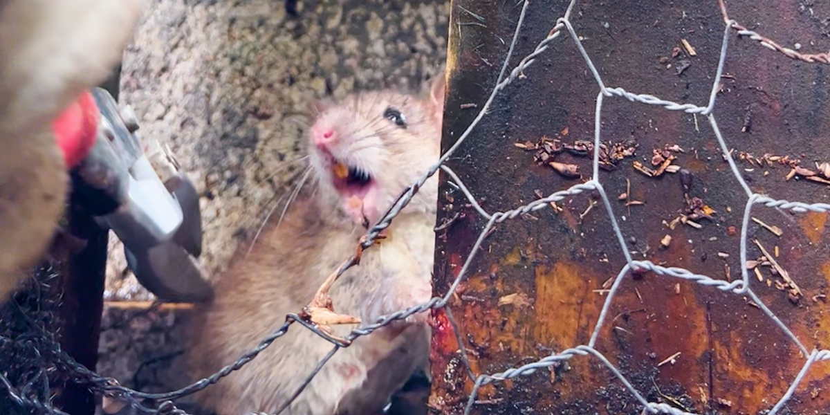 Woman Spots A Trapped Rat As A Hurricane Moves In - Videos - The Dodo