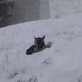 Abandoned Dog Curls Up In Snowbank Waiting For Someone To Notice Him