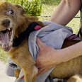 Rescued Three-legged Dog Completely Changes Colors Once He Feels Safe