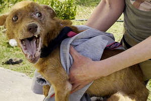 Rescued Three-legged Dog Completely Changes Colors Once He Feels Safe