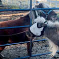 Pony Who'd Never Trusted Anyone Follows Teenage Girl Around All Day