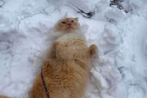 Indoor Cat Obsessed With Snow Begs His Mom To Go Outside Every Say