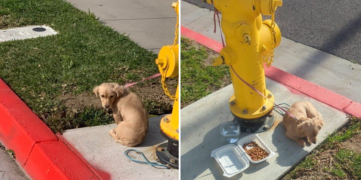 Puppy Left Tied To Fire Hydrant Was Too Sad To Even Lift Her Head - The Dodo