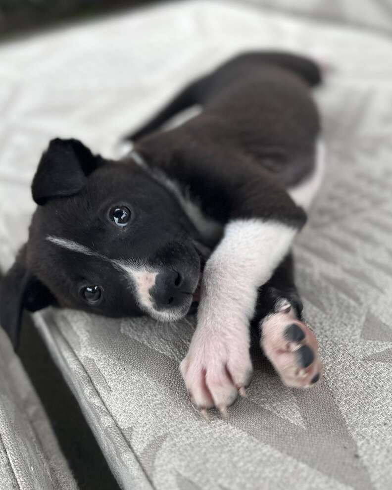 Woman Finds Puppy Living In A Box — Then Realizes He’s Not Alone - The Dodo