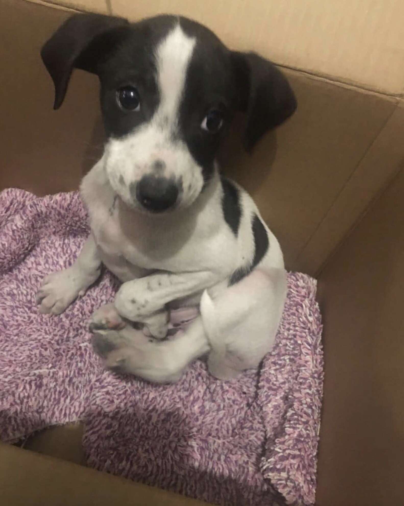 Woman Finds Puppy Living In A Box — Then Realizes He’s Not Alone - The Dodo