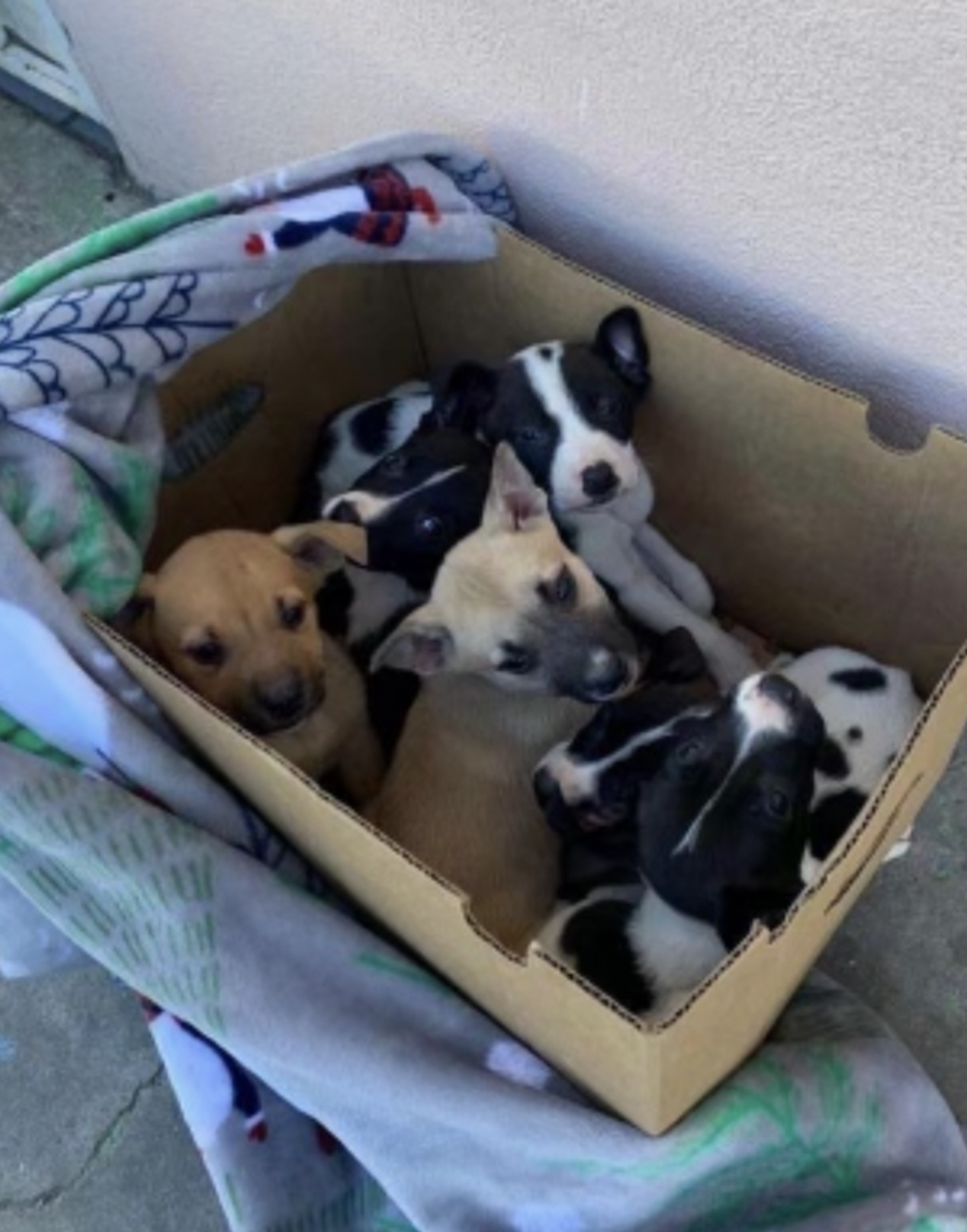 Woman Finds Puppy Living In A Box — Then Realizes He’s Not Alone - The Dodo