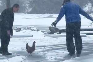Weatherman Rescues A Chicken Caught In A Blizzard