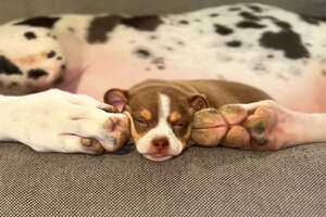 100-pound Great Dane Nurses A Tiny 3-Ounce Chihuahua Puppy