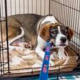 Foster Dog Refuses To Leave Her Crate For Weeks
