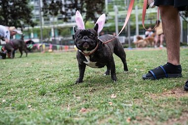 Downtown Easter Bacon & Egg Hunt 2023