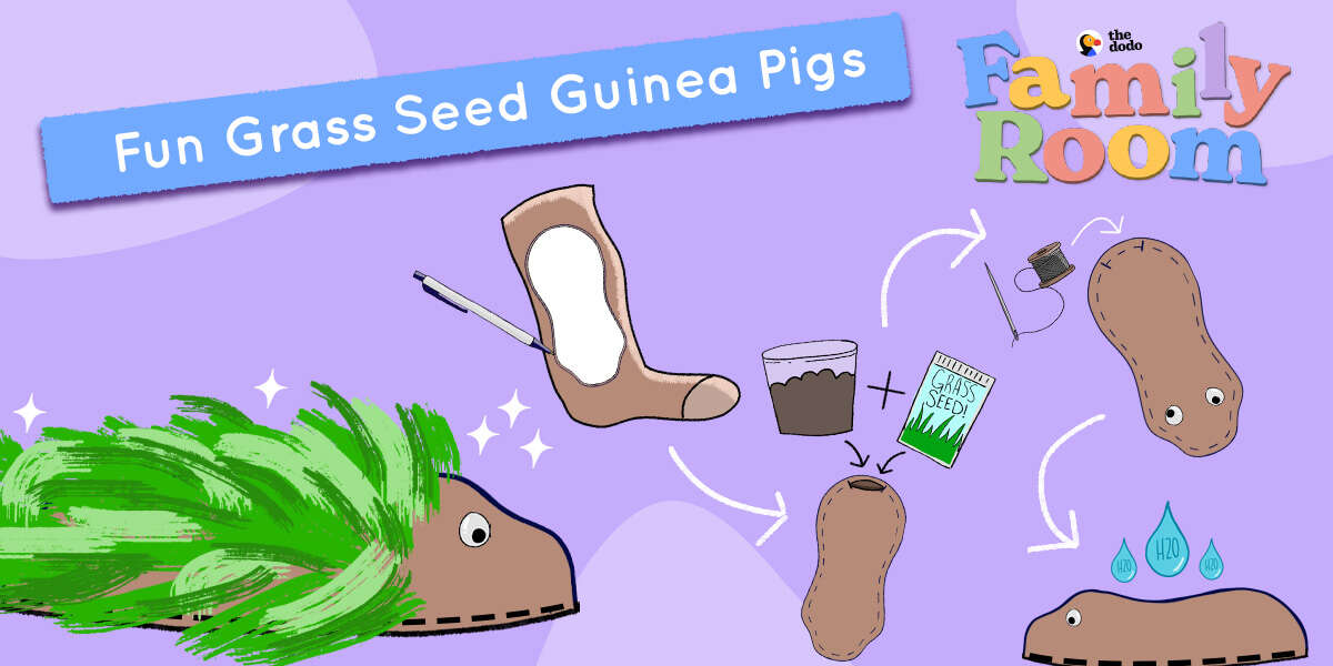 Bring Your Gardening Indoors With These Fun Grass Seed Guinea Pigs