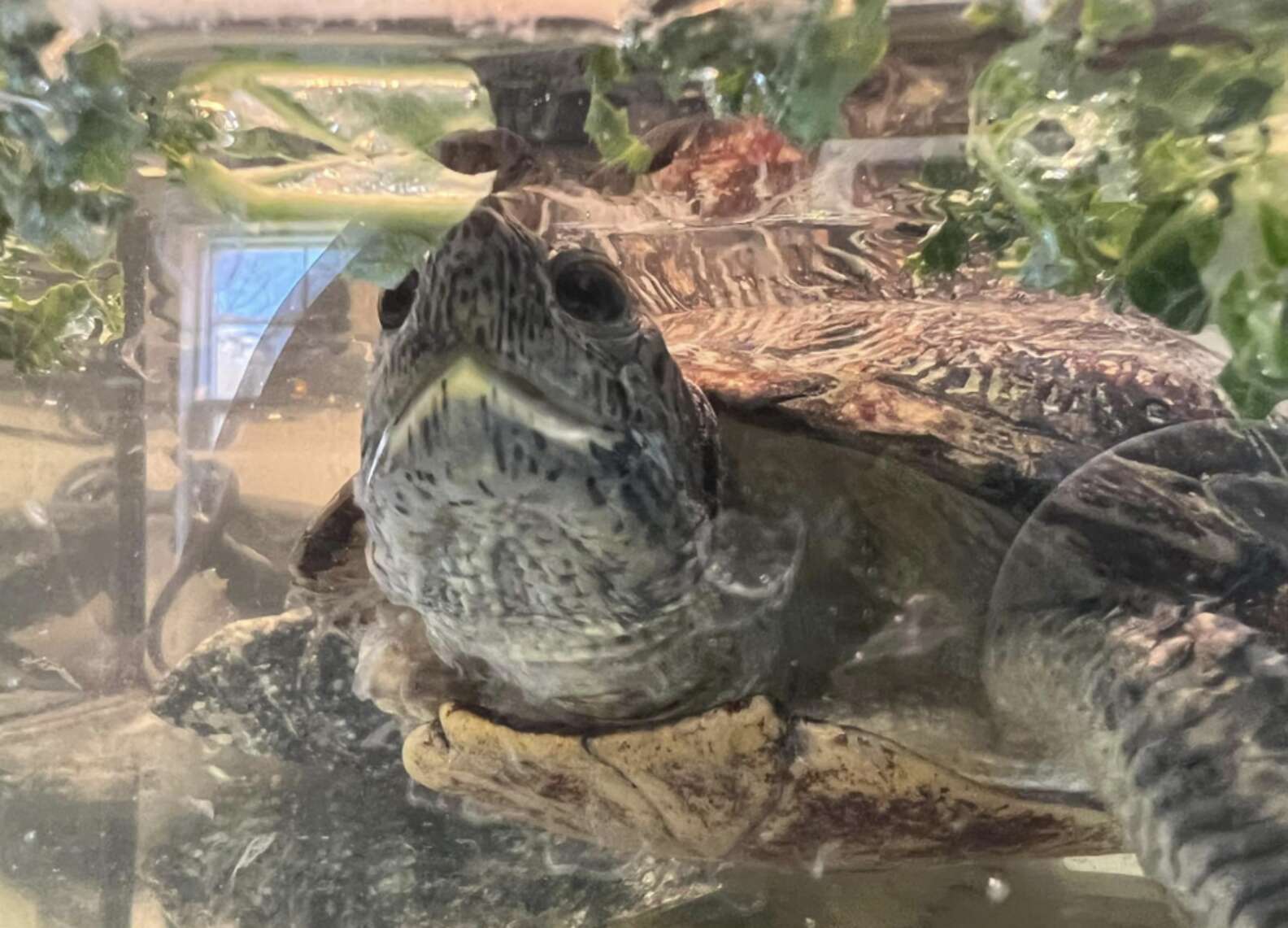 Abandoned 'Grandma' Turtle Smiles At Everyone, Hoping They'll Take Her ...