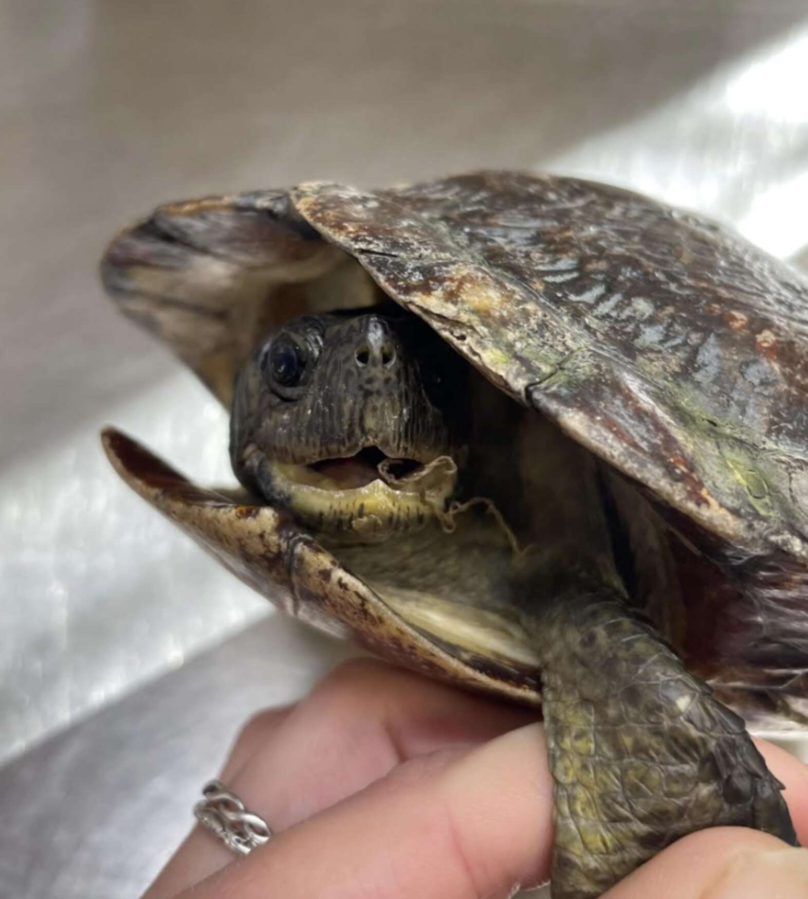 Abandoned 'Grandma' Turtle Smiles At Everyone, Hoping They'll Take Her ...