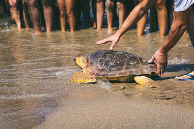 Sea Turtle