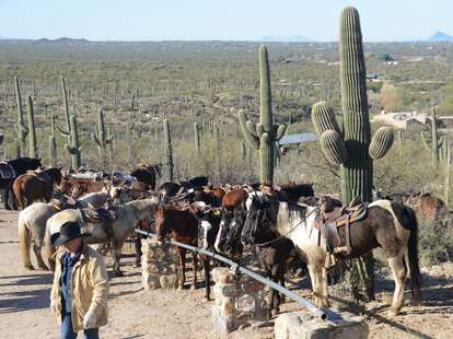 Horses at Tanque Verde Ranch