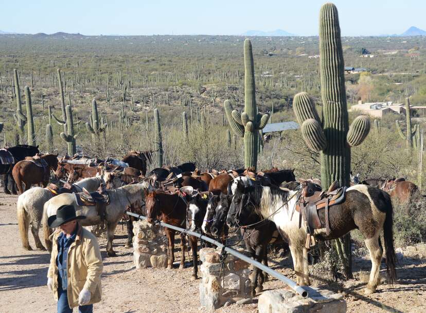 Cowboys and Cattle Drives - Bill of Rights Institute