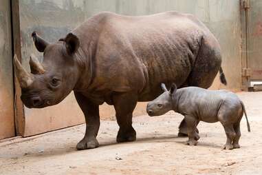 Zoo Atlanta