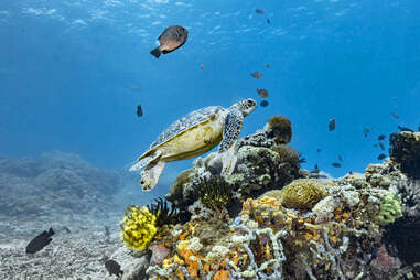 underwater scene of sea turtle swimming amongst coral reefs