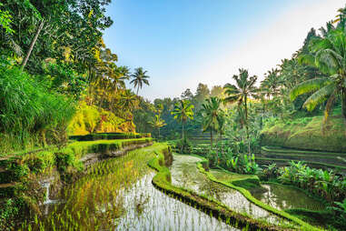 lush rice farm in bali 