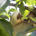 A sloth inside Manuel Antonio National Park in Costa Rica