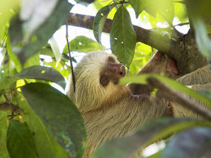 A sloth inside Manuel Antonio National Park in Costa Rica