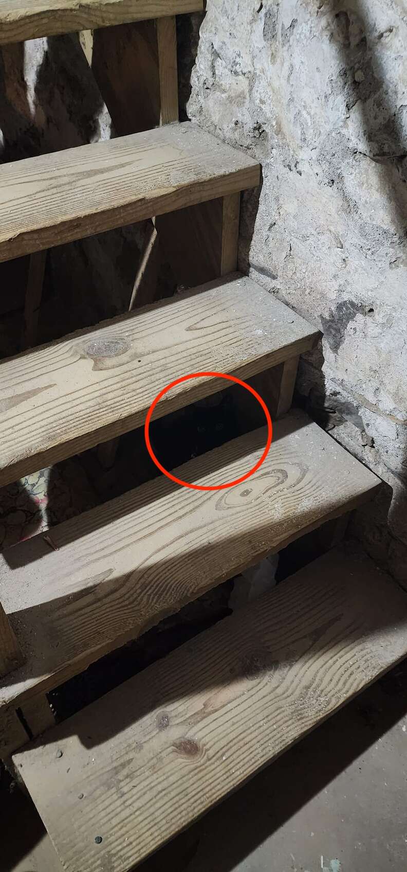 hidden cat