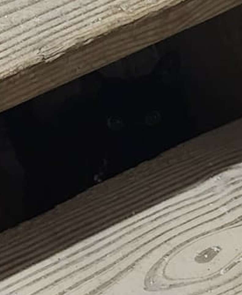 hidden cat