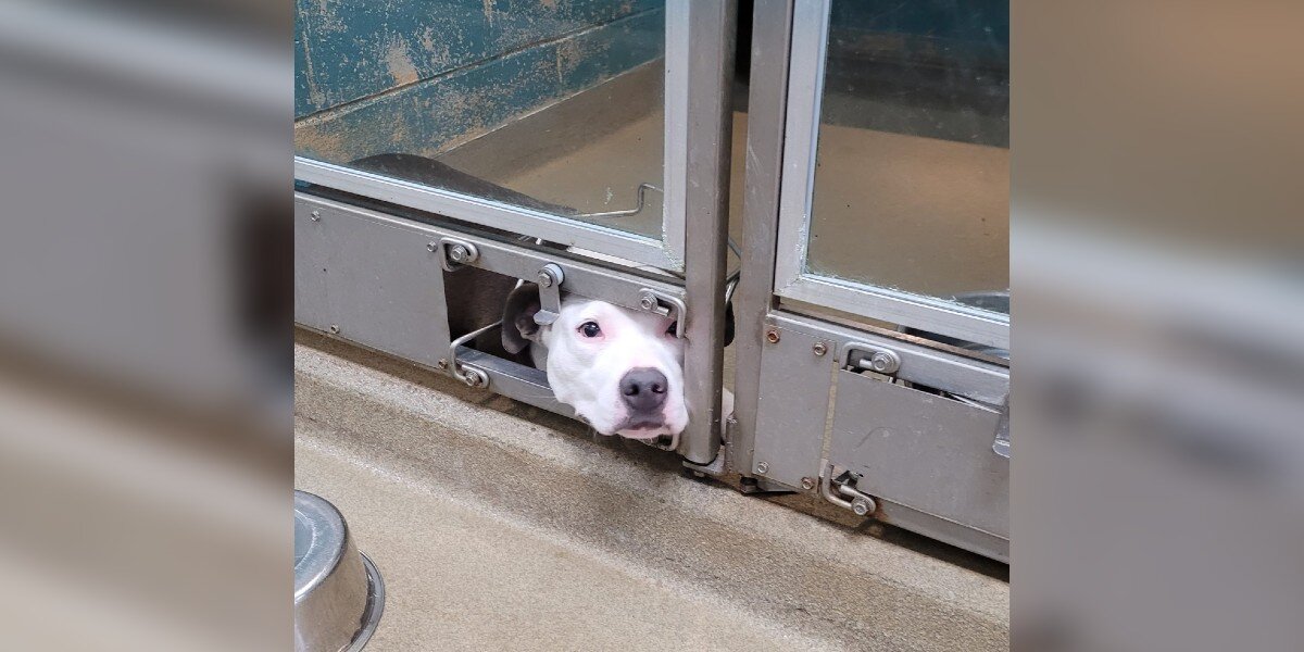 Pocock, others put best paw forward to remember four-legged friends