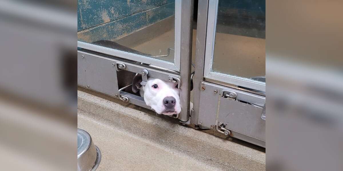 Dog Pokes Face Out Of Shelter Kennel So She Can Watch Her ...