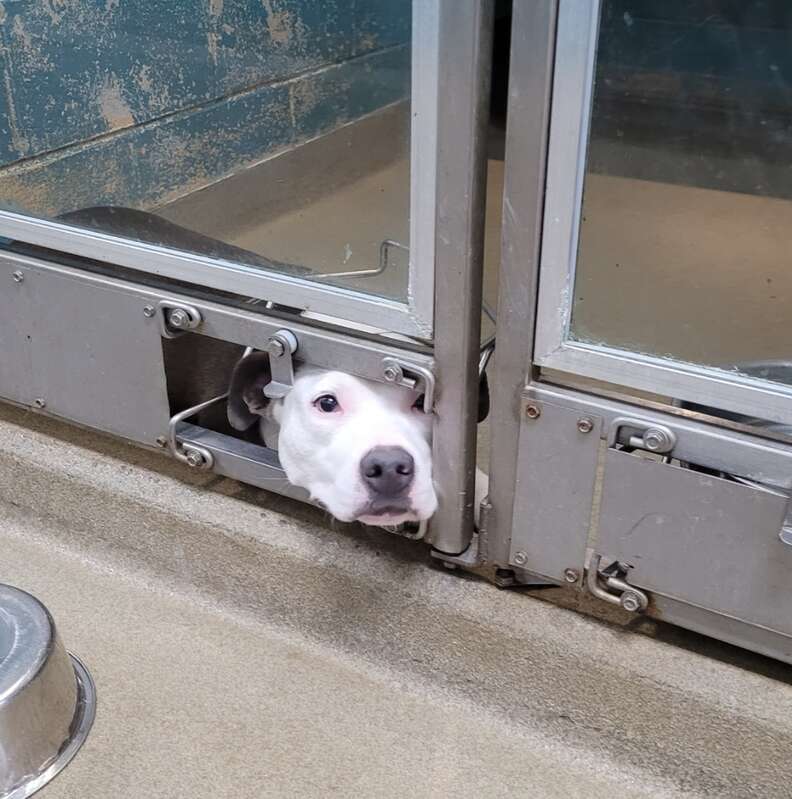 dog in kennel