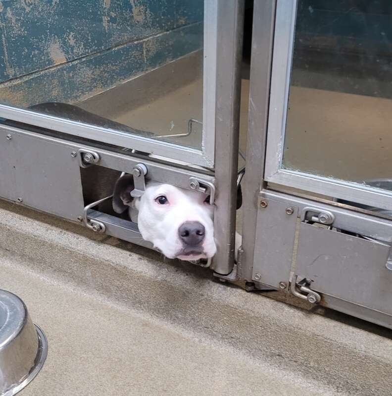 dog in kennel 