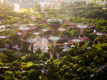 High angle view of trees in a garden in Singapore