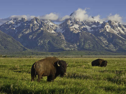 bisons in grand teton national park