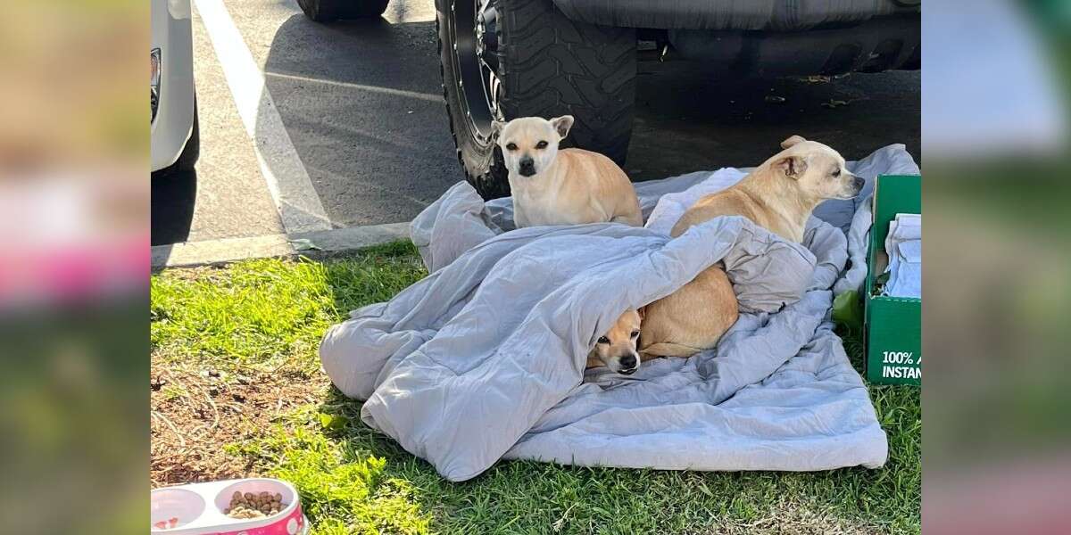 Dog family dumped on street with nothing but a blanket snuggle together for warmth